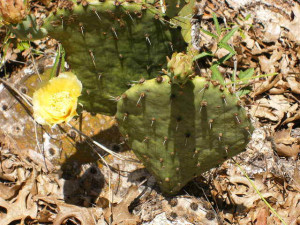 cactus_flower