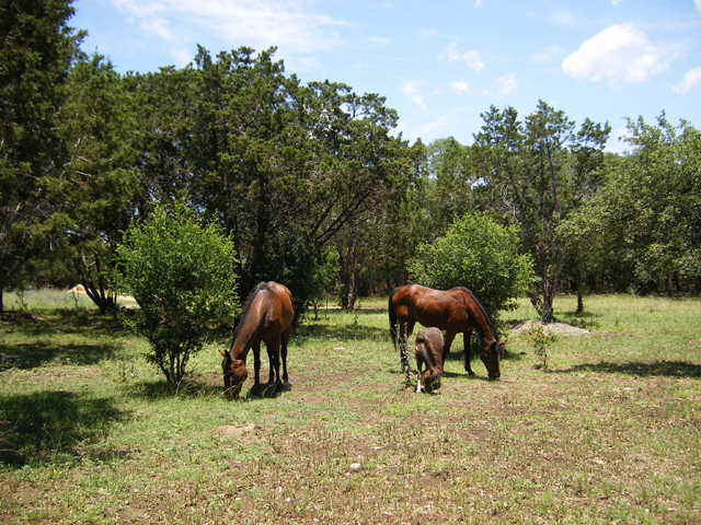 in_the_front_field