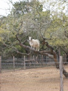 sophie in tree